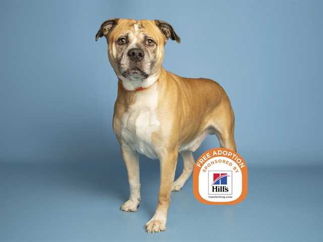 Image of Stormi the dog