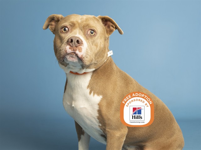 Image of Scooby Hunter the dog