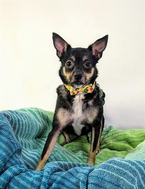 Image_A1939206