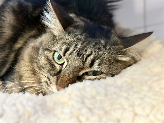 PAKA