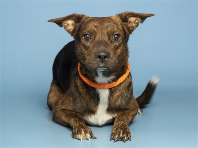 Image of Tippy the dog