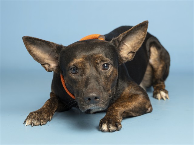 Image of Midnight the dog