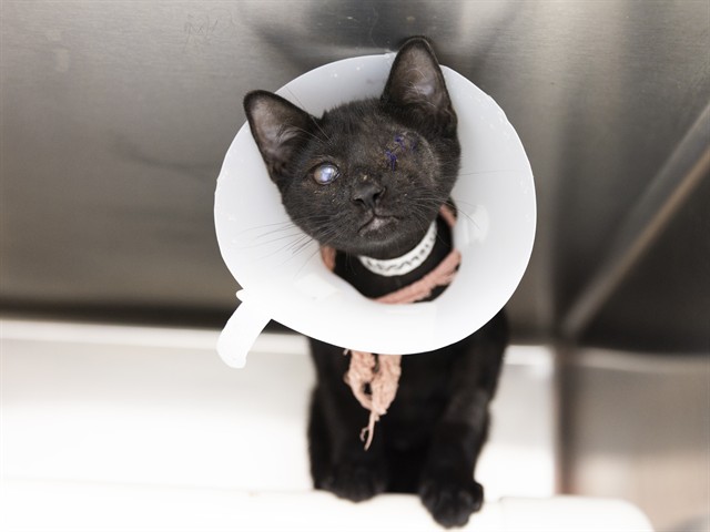 Image of Queen the cat