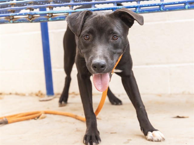 Image of Sally the dog