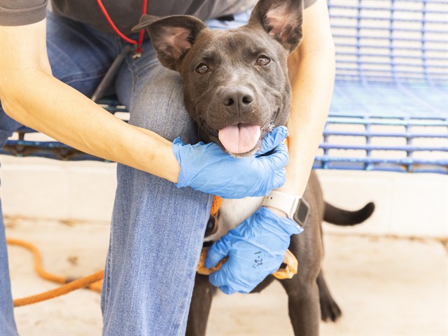 Image of Sue the dog