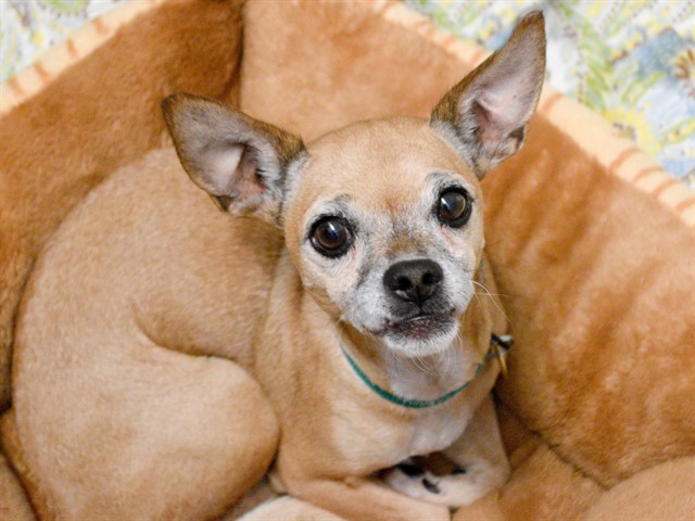 CHIQUITA