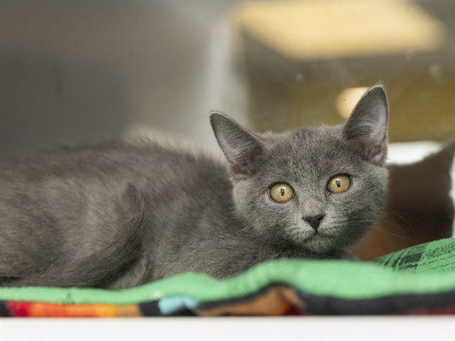 Image of Gracy the cat