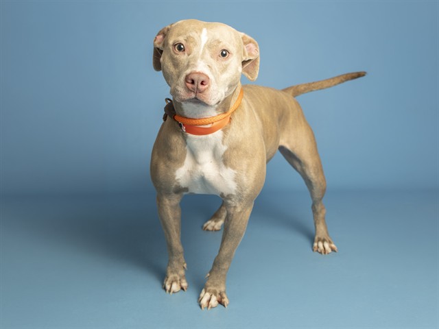 Image of Nala the dog