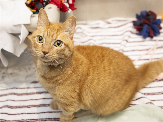Image of Icarus the cat