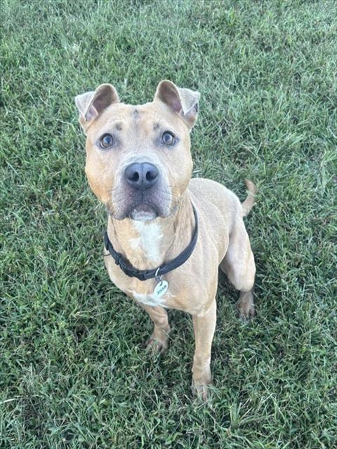 Simba, American Pit Bull Terrier
