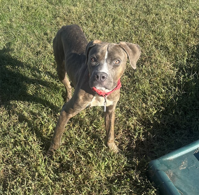 Levi, American Pit Bull Terrier