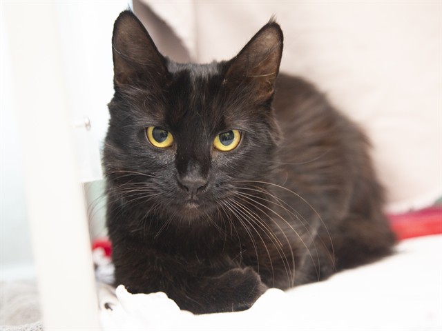 Image of Spriggy the cat