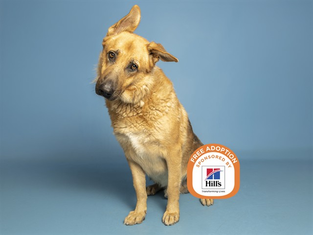 Image of Jonathan the dog
