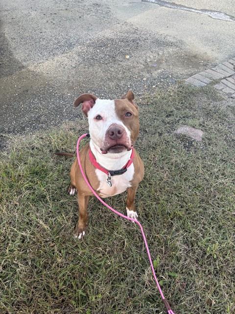 Kane, American Pit Bull Terrier
