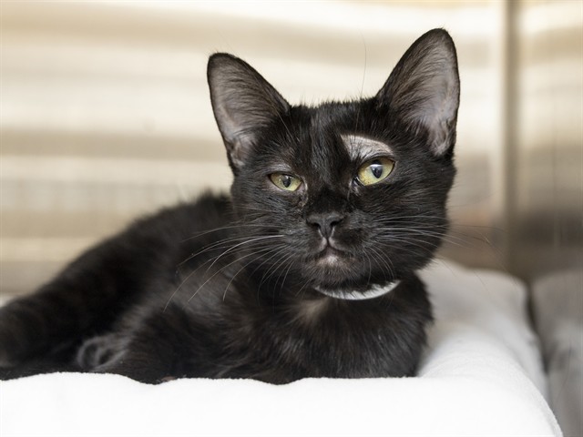 Image of Bagheera the cat