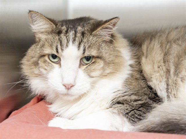 Image of Buddy the cat