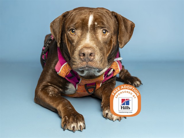 Image of Sophie the dog