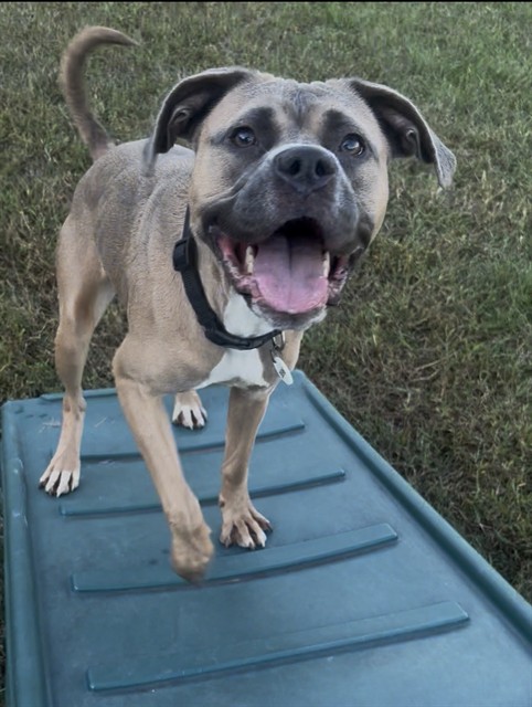 Anissa, American Pit Bull Terrier