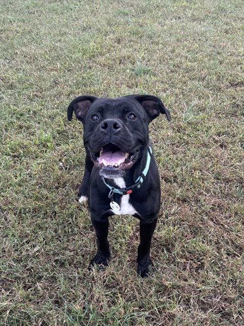Montana, Boxer Mix