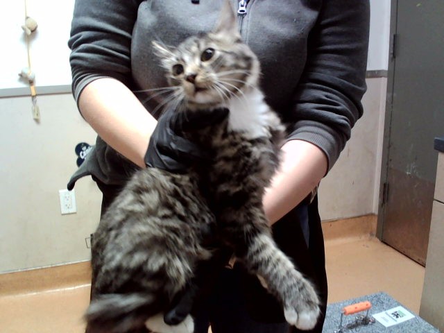 Image_A1055086