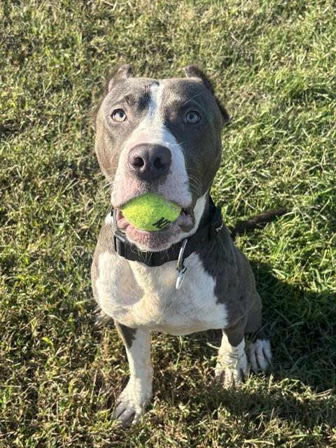 Petey, American Pit Bull Terrier