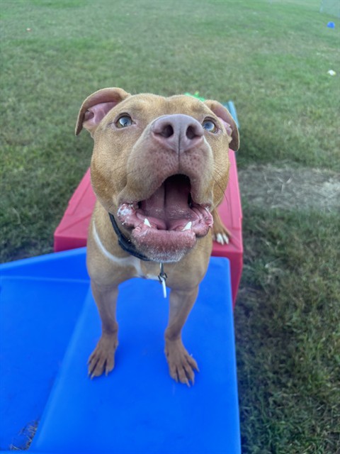 Milo, Staffordshire Bull Terrier Mix