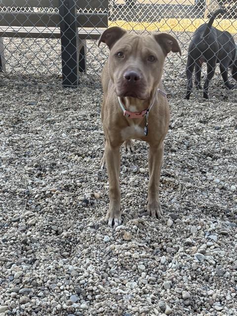 Penny, American Pit Bull Terrier