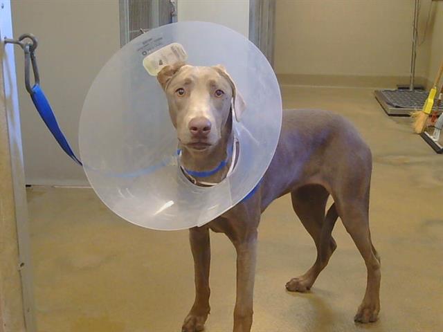 Image_A904182