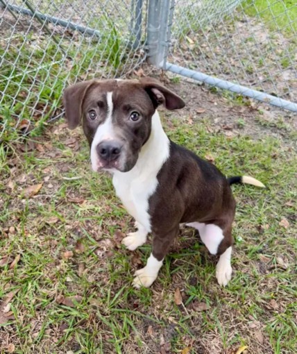 Image_A520287