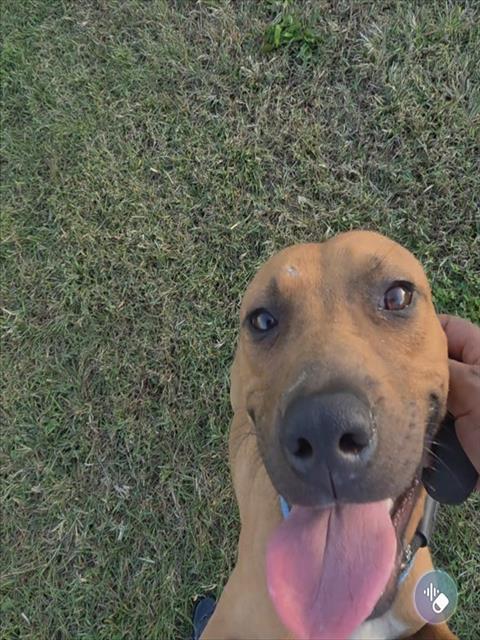 Scout, Pit Bull Terrier