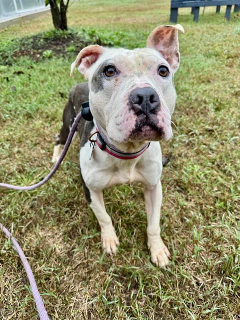 Arden, American Pit Bull Terrier