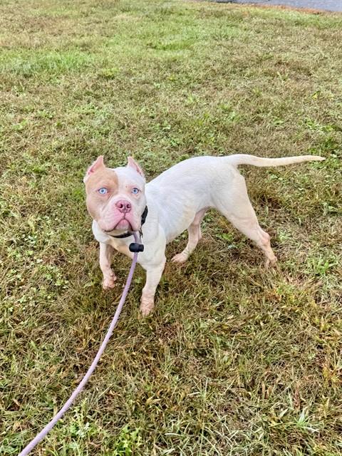 Axel, American Pit Bull Terrier