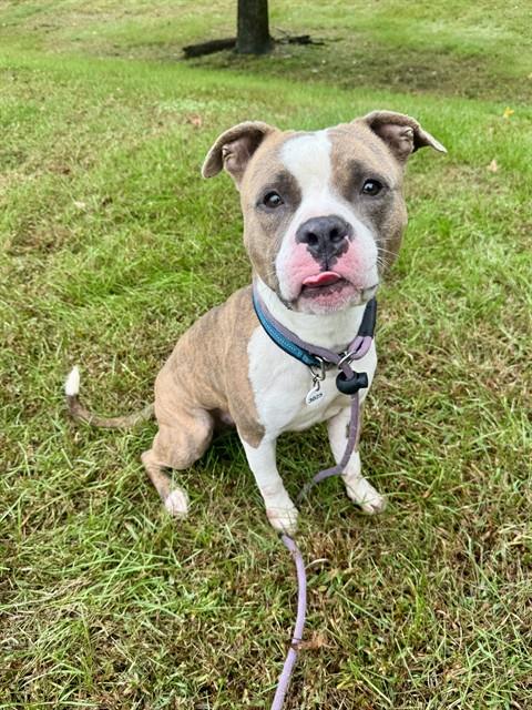Palmer, Staffordshire Bull Terrier