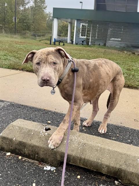 Pebble, Pit Bull Terrier And Catahoula Leopard Hound