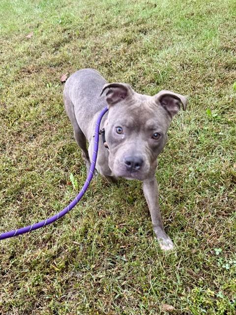 Foxy, American Pit Bull Terrier