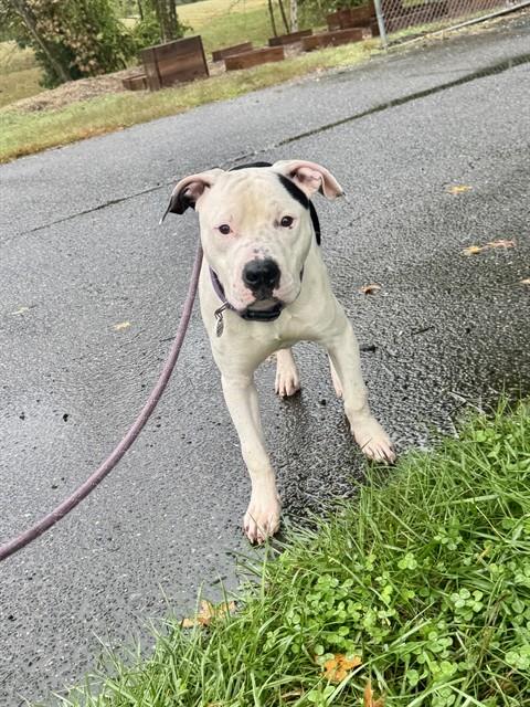 Tommy, American Pit Bull Terrier