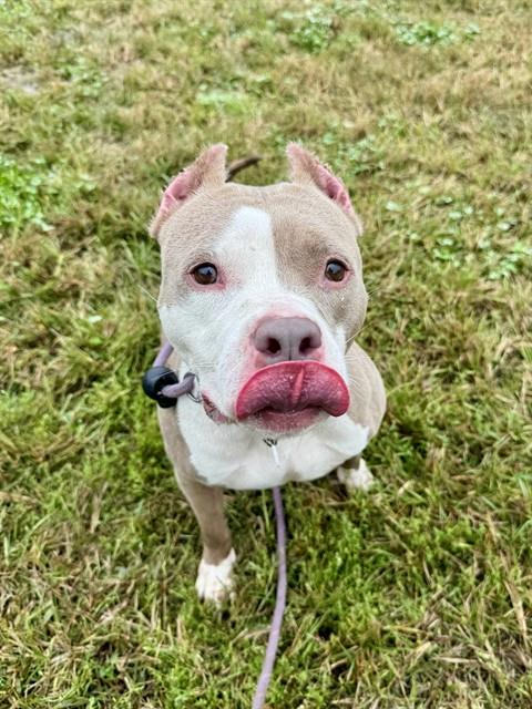 Bella, Pit Bull Terrier
