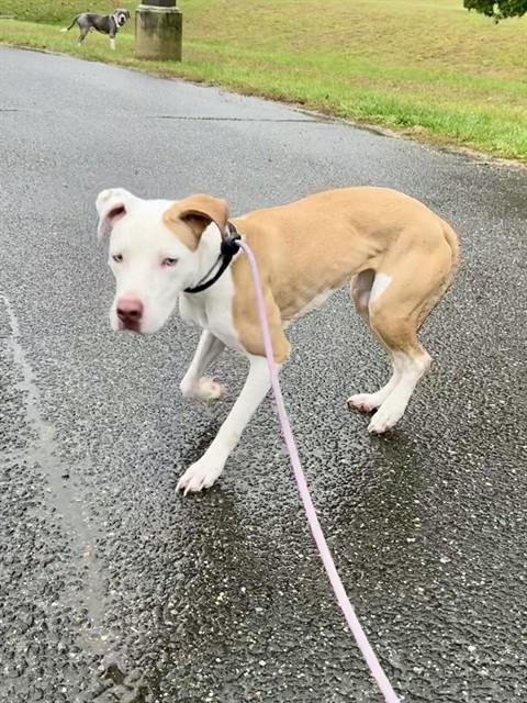 Ivery, American Pit Bull Terrier And Labrador Retriever