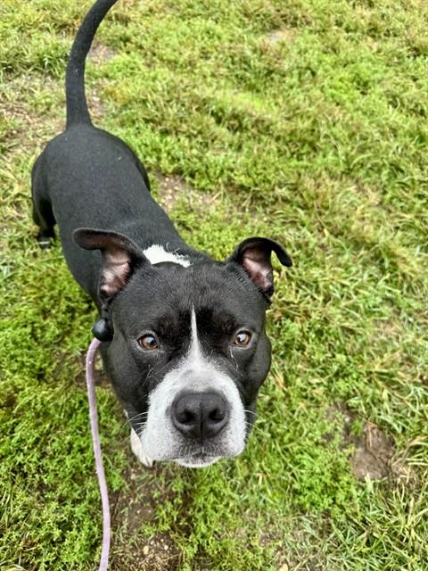 Jefe, American Pit Bull Terrier