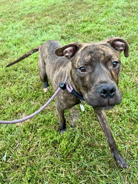 Kiran, Pit Bull Terrier