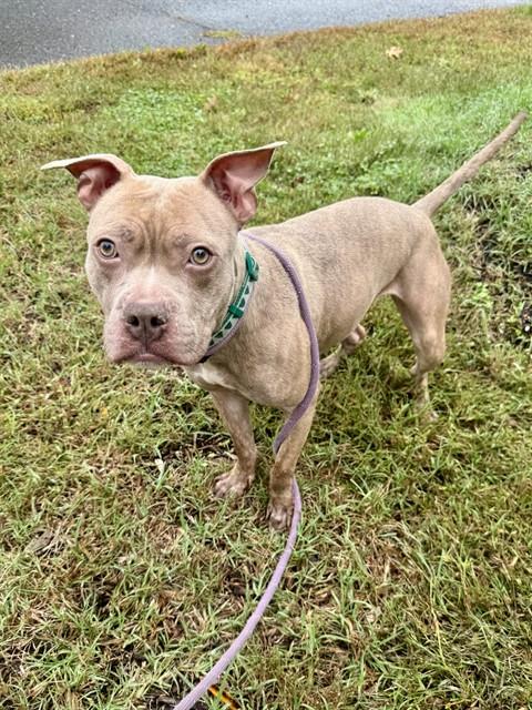 Maddie, Pit Bull Terrier And American Bulldog