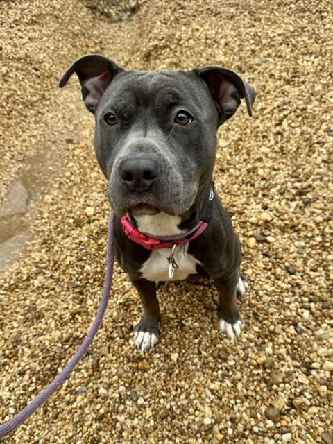 Missy, American Pit Bull Terrier