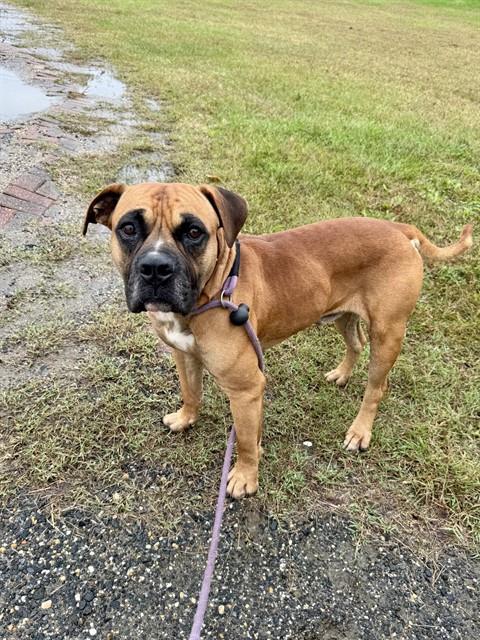 Bansky, Bullmastiff Mix