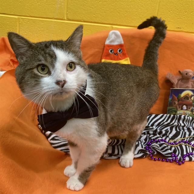 Cheese, Domestic Shorthair