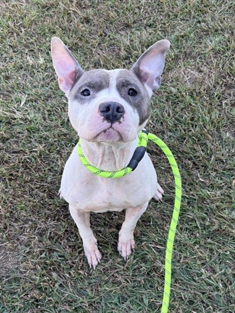 Erica, Pit Bull Terrier