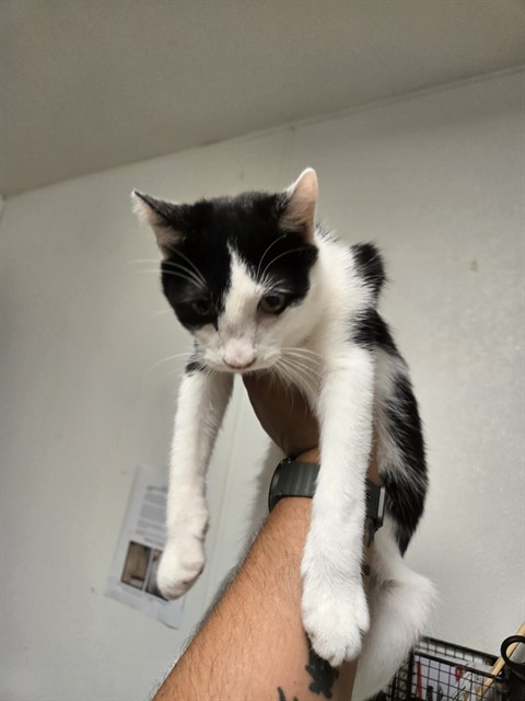 Image_A1247704