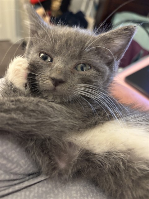 Blossom, Domestic Shorthair