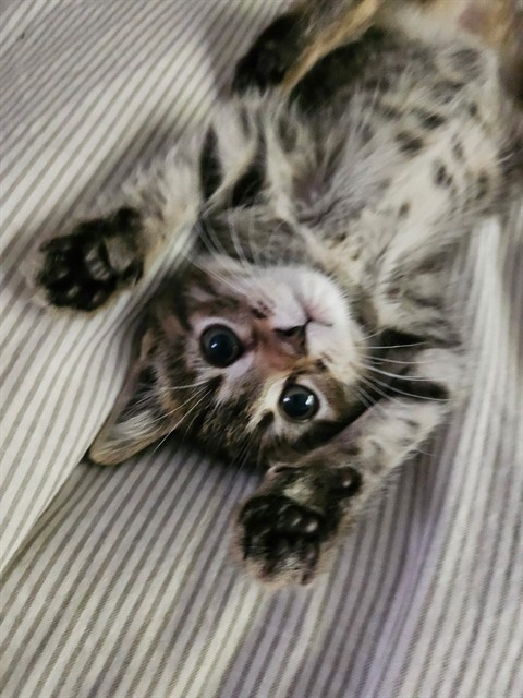 Bubbles, Domestic Shorthair