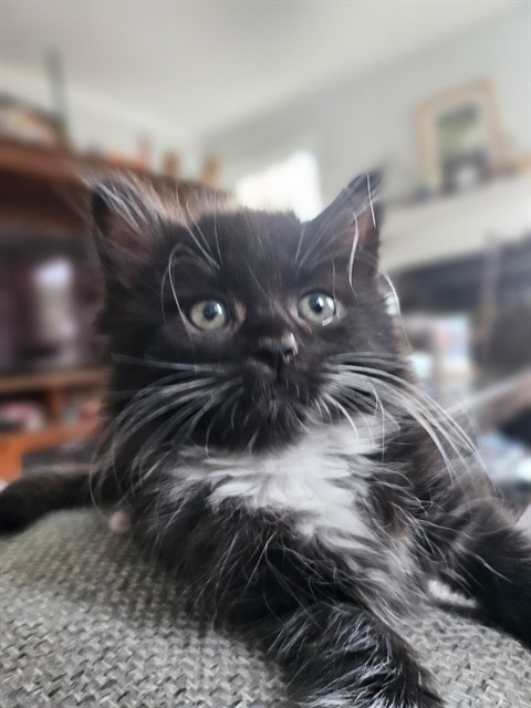 Buttercup, Domestic Mediumhair