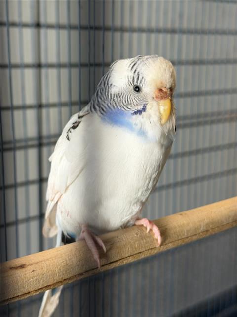 Image_A230211